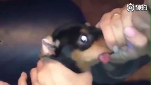 国产小视频狗爷,国产小视频界的潮流宠儿